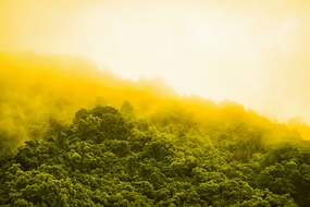 雨后绿色清新森林风景图片